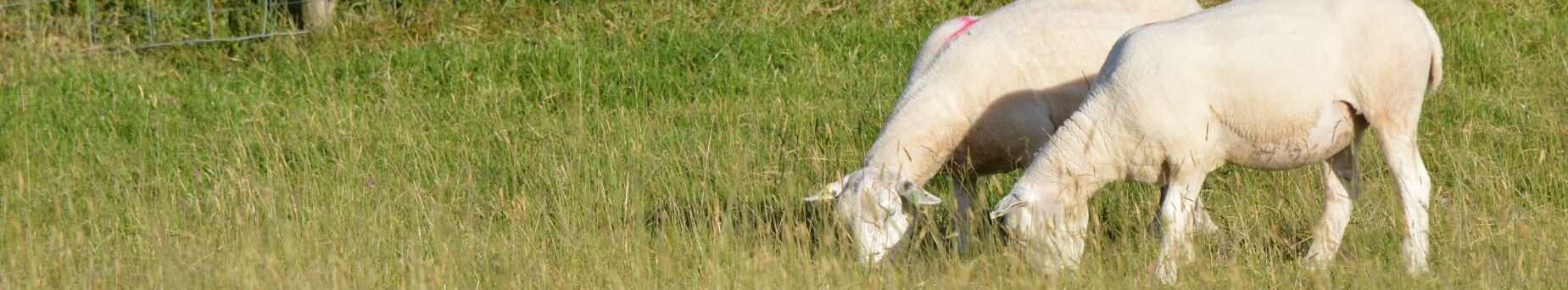 Farming & Agriculture